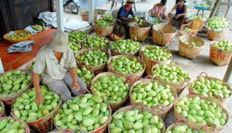 Thị trường nông sản Trung Quốc tạm dừng nhập khẩu xoài Việt Nam