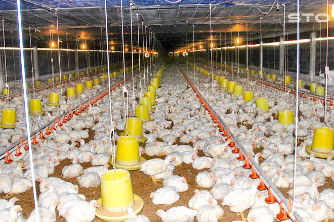 Thiệt hại của ngành xuất khẩu thịt gà Thái Lan do dịch bệnh Covid 19