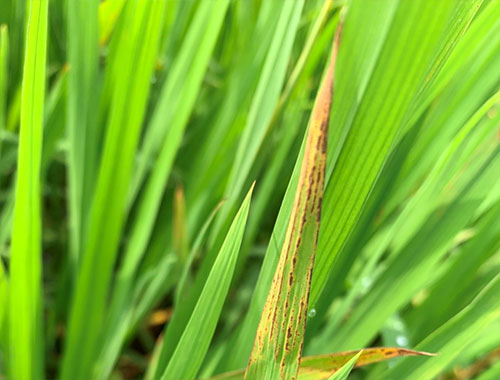 Triệu chứng bệnh đốm sọc vi khuẩn lá lúa