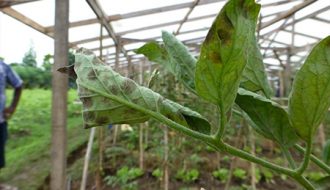 Tìm hiểu bệnh đốm xám gây hại phổ biến trên cây cà chua và biện pháp phòng trừ