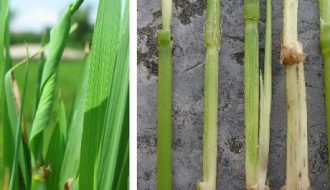 Tìm hiểu bệnh lùn sọc đen gây hại phổ biến trên ngô lúa và biện pháp phòng trừ