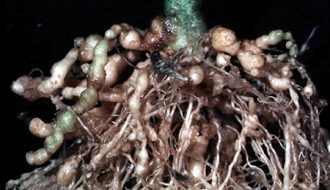 Tìm hiểu bệnh tuyến trùng bào nang phổ biến trên khoai tây và biện pháp phòng trừ
