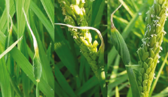 Tìm hiểu bệnh do tuyến trùng gây khô đầu lá lúa