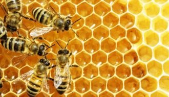Tổng hợp bệnh ở ong mật và cách chữa trị mà người nuôi ong nên biết