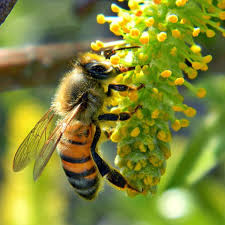 Nhiễm trùng là căn bệnh phổ biến ở ong mật trưởng thành