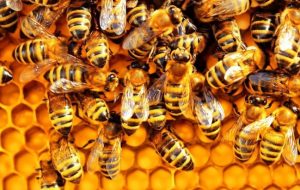 Trường hợp bệnh nặng có đến 90% ấu trùng lớn tuổi chết và đàn ong sẽ rời bỏ tổ bốc bay đi.