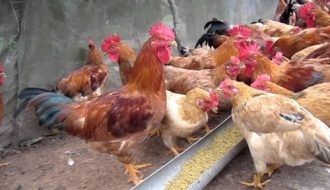Chia sẻ phương pháp chăn nuôi gà ta thả vườn